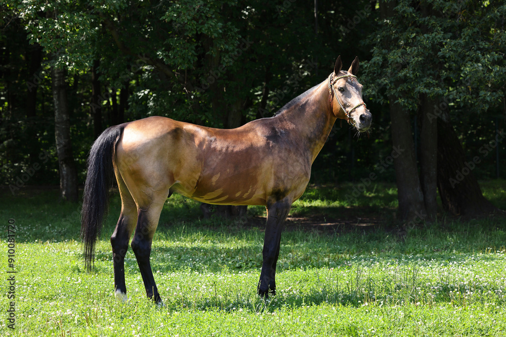 Akhal-Teke traditional breed horse portrait in nature background, Ashgabat, Turkmenistan