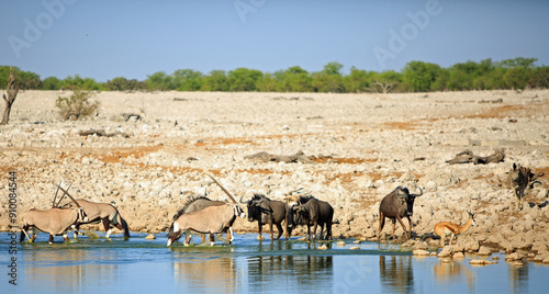 Beautiful bright African waterhole scene with Oryx, Zebra, Wildebeest and Springbok.  Animals come to drink i the heat of the day to cool down photo