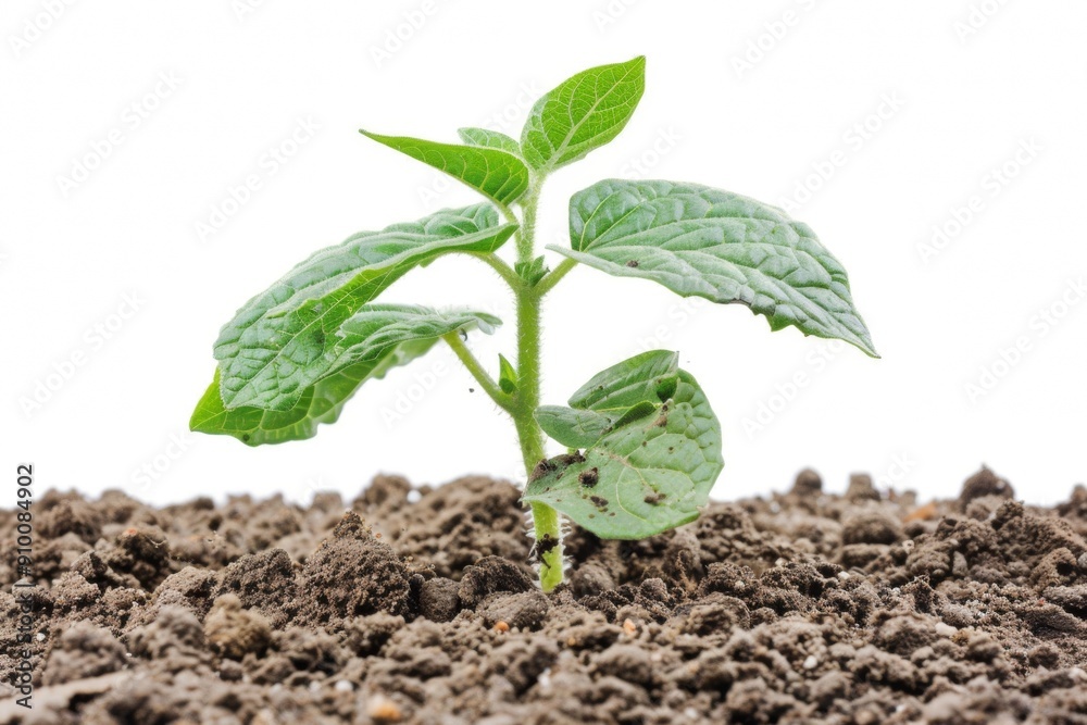 Green sprout with three leaves growing from dark soil. Green sprout with three leaves growing from dark soil.