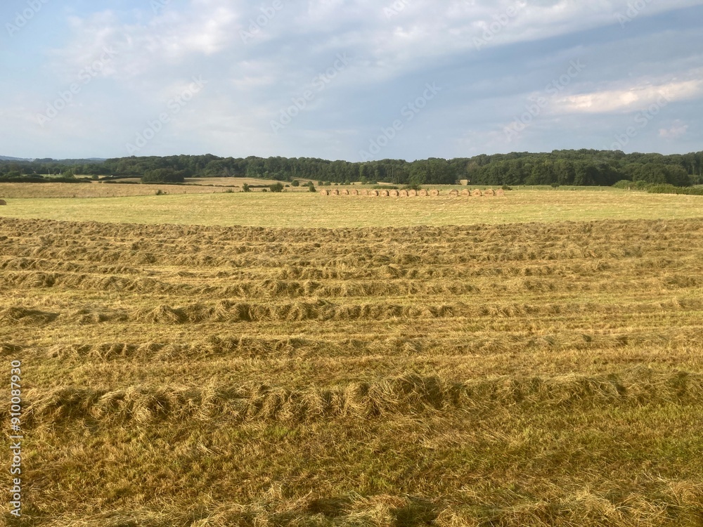 Champ agricole en cours de fauchage pour le foin Champ agricole en cours de fauchage pour le foin