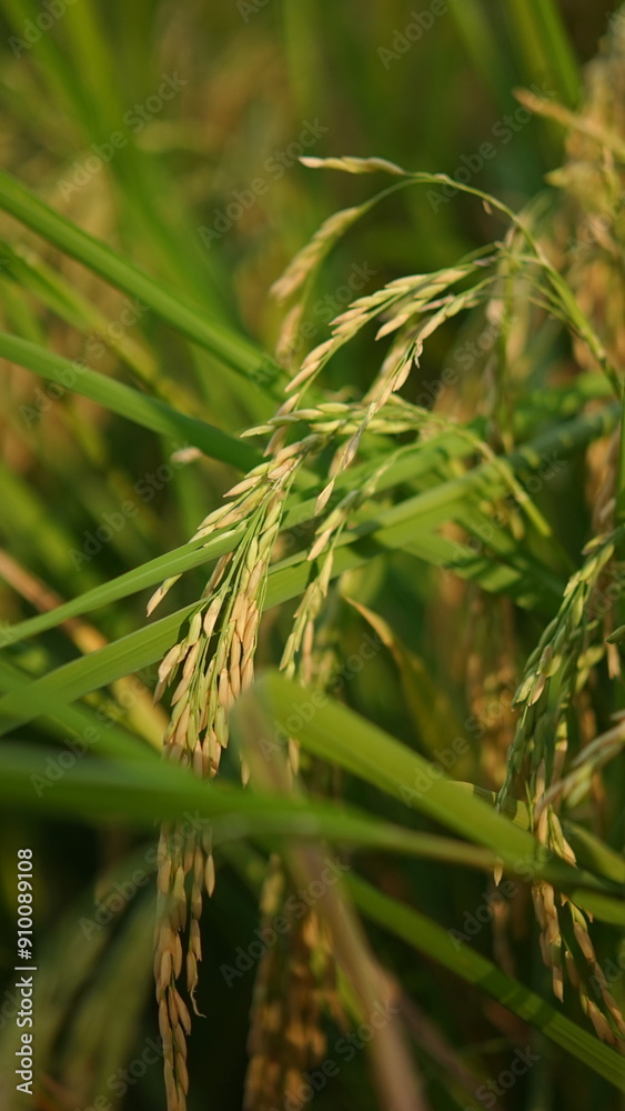 close up of grass close up of grass