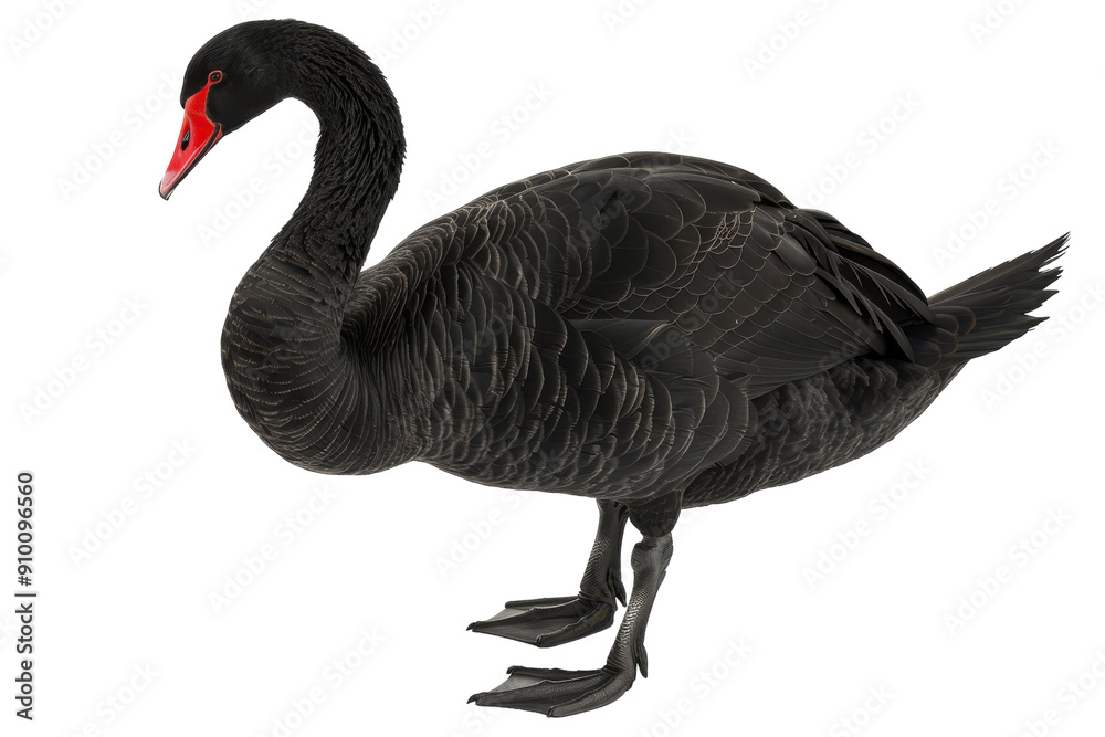 Fototapeta premium Black swan standing on white background.