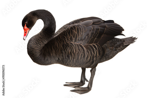 Black swan standing on white background. photo