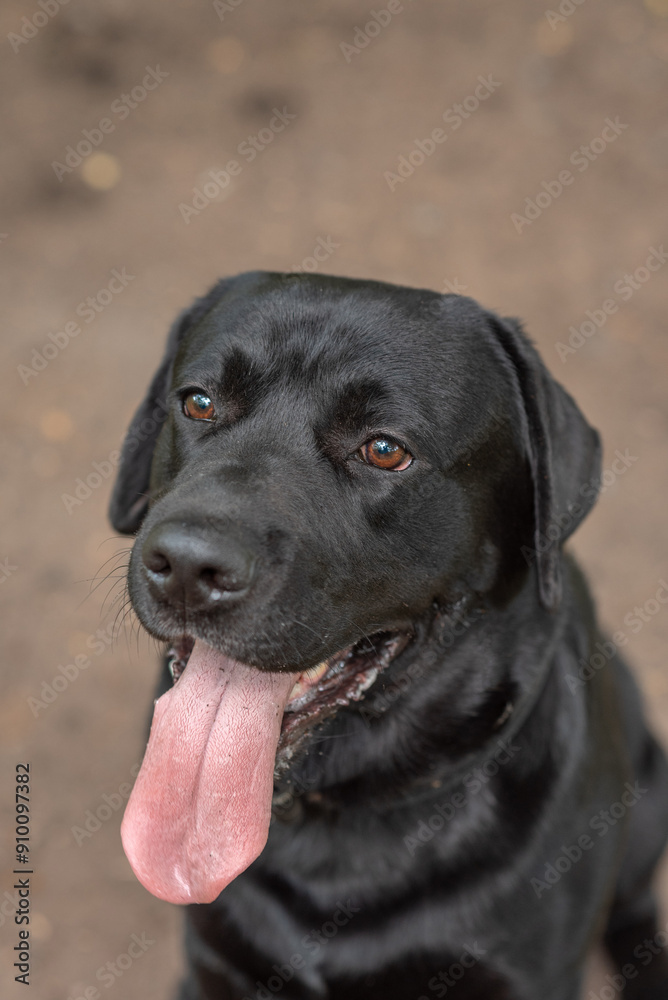 black Labrador sits on footpath in park in sunny summer day, tongue out, close-up view of muzzle, dogwalking concept, vertical photo black Labrador sits on footpath in park in sunny summer day, tongue out, close-up view of muzzle, dogwalking concept, vertical photo