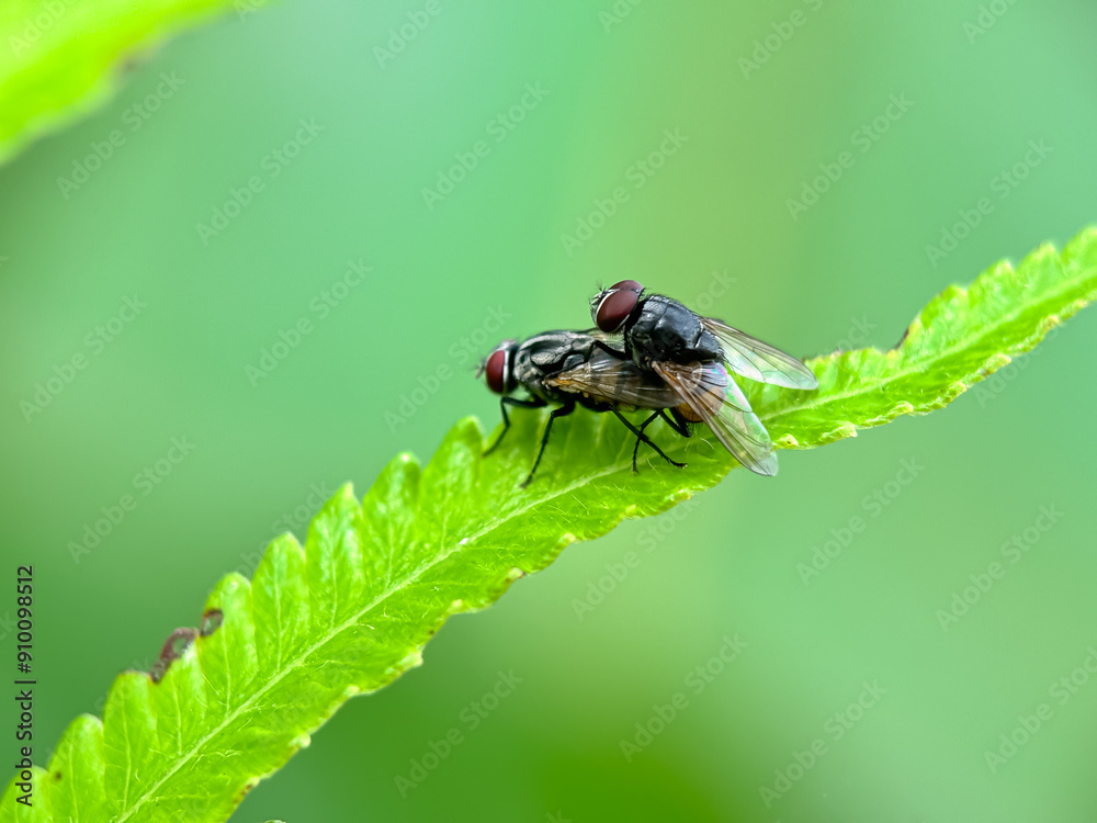 Close up of a mating fly, a mating house fly in a leaf Close up of a mating fly, a mating house fly in a leaf