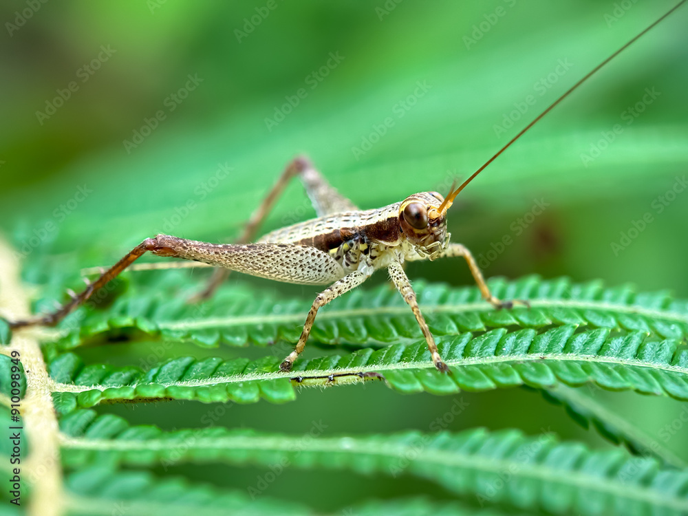 Close up of crickets, crickets perched on the leaves Close up of crickets, crickets perched on the leaves