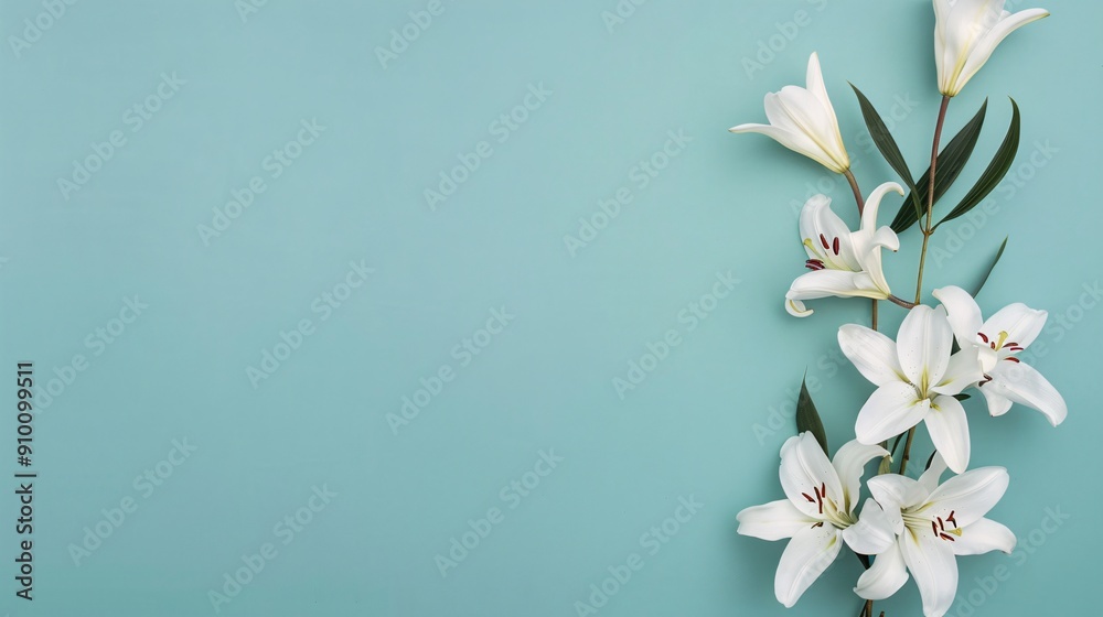 White Lilies on Turquoise Background White Lilies on Turquoise Background