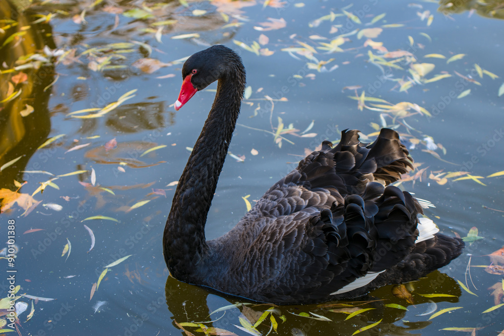 Fototapeta premium black swan on the lake lik