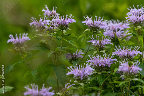 flowers in the field