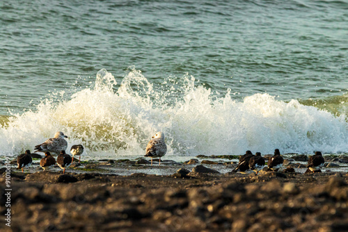 North Sea near Westkapelle Province of Zeeland Netherlands