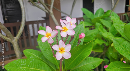 Close-up of pink plumeria flowers in bloom, set against vibrant green leaves and a background of wooden balcony elements