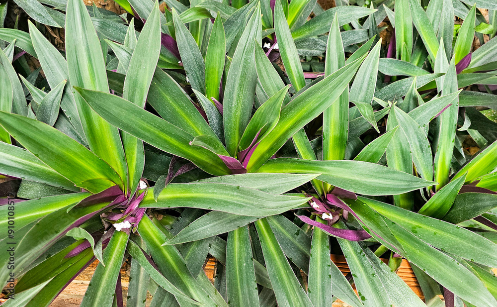 Obraz premium vibrant green and purple leafy plants, showcasing the contrast between the colors and the detailed texture of the leaves