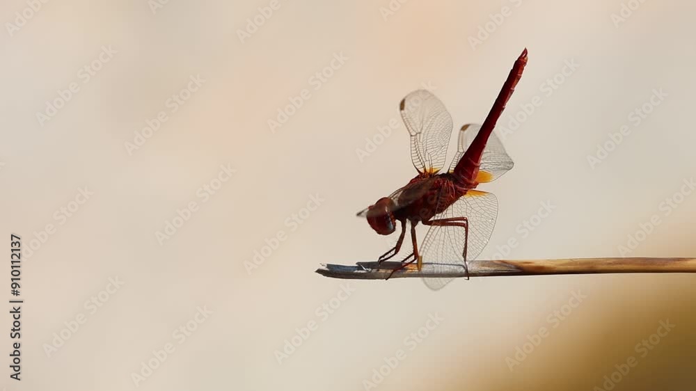 Silueta de Libélula escarlata ( Crocothemis erythraea ) con luz solar que le viene desde atrás en la fuente de Mariola, Bocairente, España