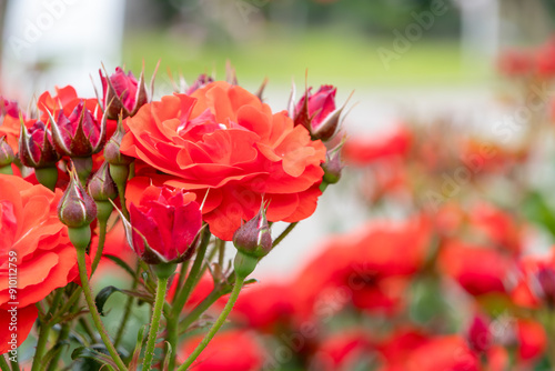 美しき薔薇の花