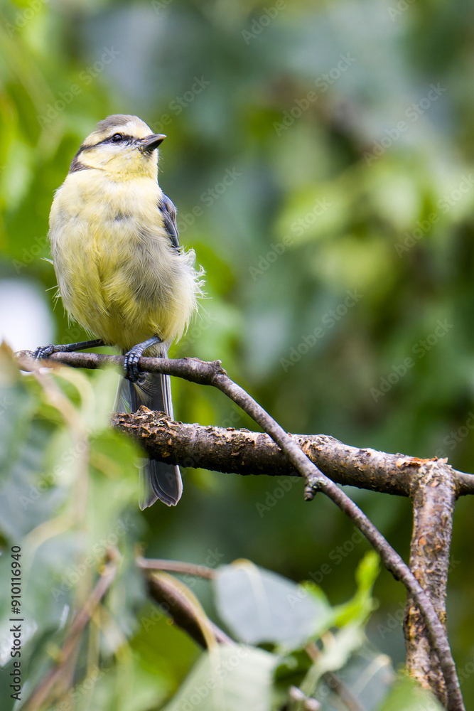 Naklejka premium Junge Blaumeise bei der Futtersuche