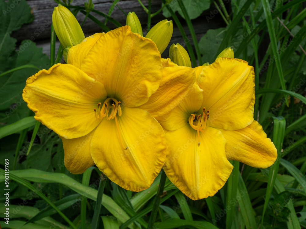 Hemerocallis Yellow Lollipop. Daylily in the garden. Closeup of gorgeous yellow lily flowers Hemerocallis Yellow Lollipop. Daylily in the garden. Closeup of gorgeous yellow lily flowers