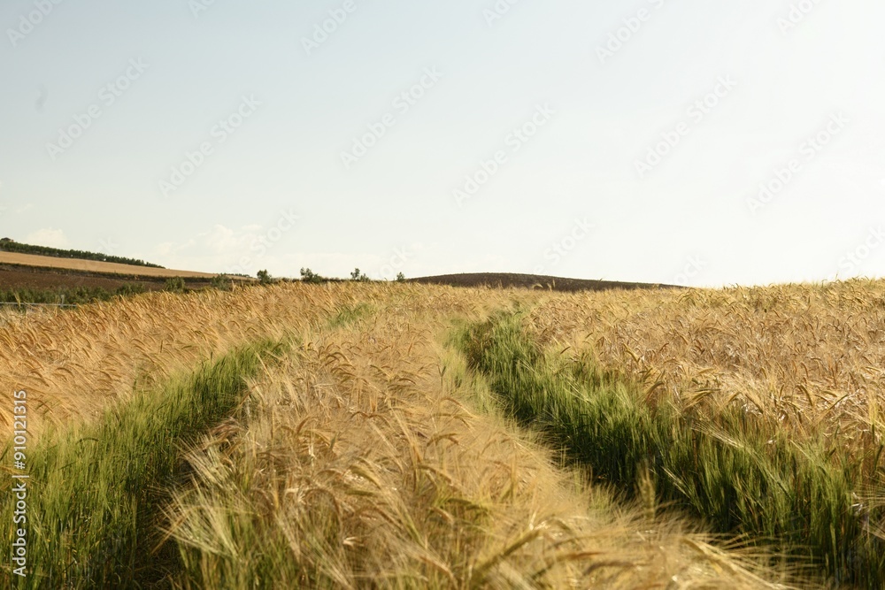 Golden Wheat Field with Wind-Swept Path Golden Wheat Field with Wind-Swept Path