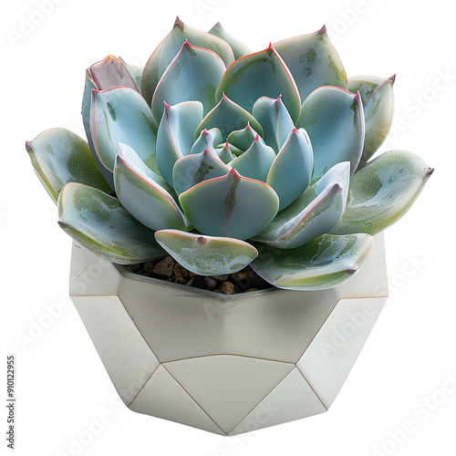 Beautiful succulent in a geometric pot, perfect for modern home decor or as a unique gift idea.