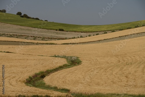 Rolling Agricultural Fields with Winding Path under Clear Sky