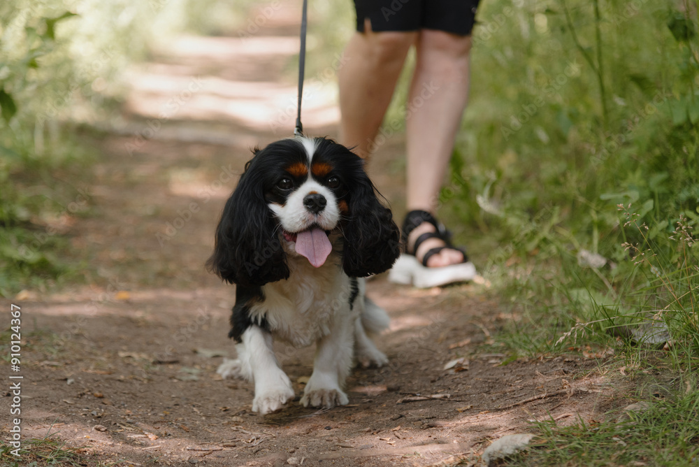 black and white Cavalier King Charles Spaniel dog walking on leash in park, warm sunny summer day, dogwalking concept black and white Cavalier King Charles Spaniel dog walking on leash in park, warm sunny summer day, dogwalking concept