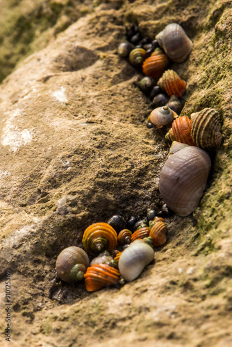 Seasnails on the boulders along the Pembrokeshire coast in Wales during low tide photo