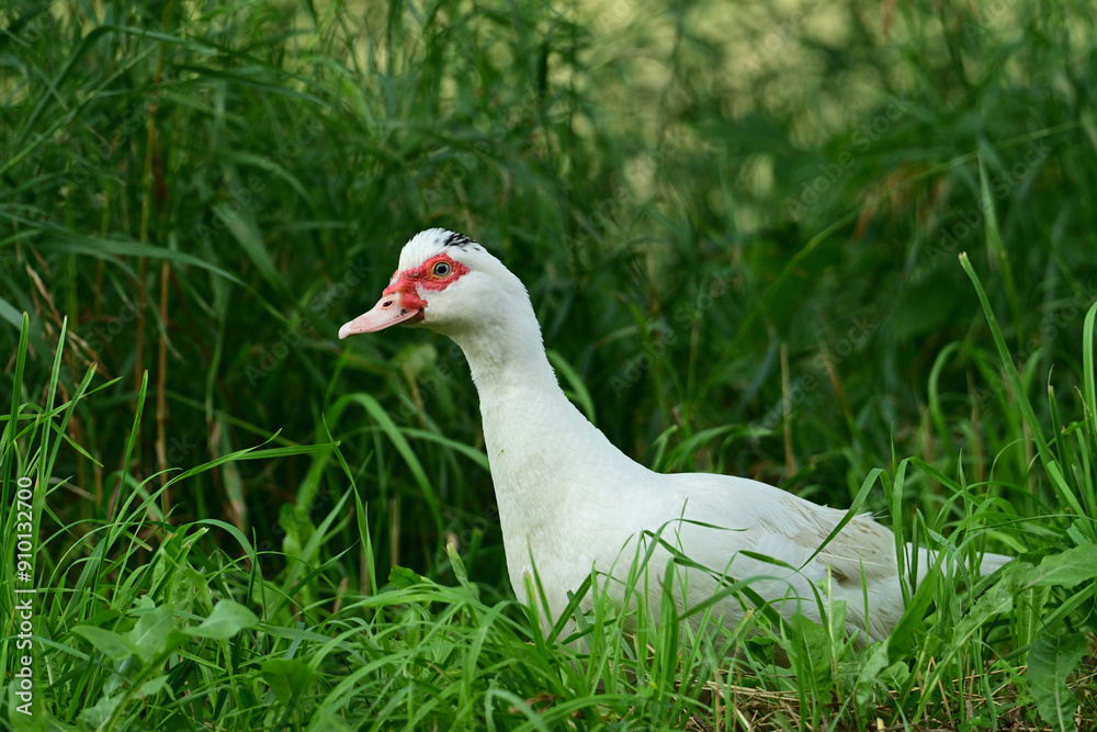 Fototapeta premium Free range White Muscovy Duck walking through green grass