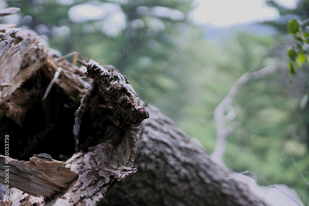 Close up of broken tree trunk