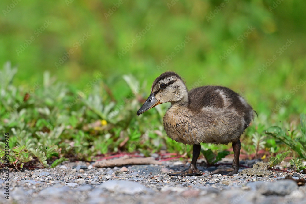 Adorable baby Duckling standing on a beach along the waterfront of a Conservation area