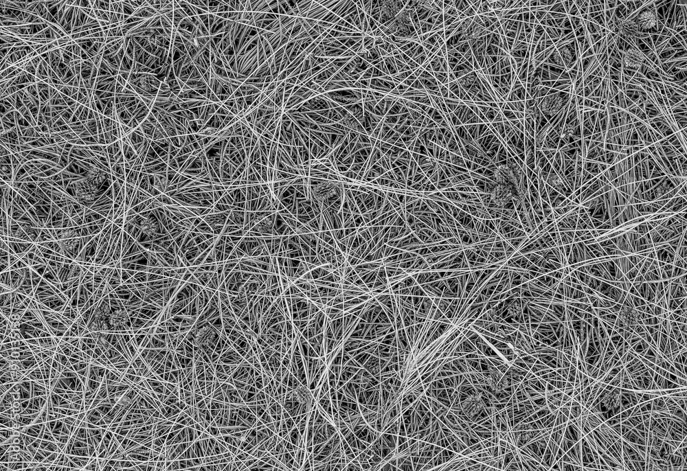 gray black and white nature background of autumn fallen pine needles and leaves in a fall season forest. natural backdrop for concept and design gray black and white nature background of autumn fallen pine needles and leaves in a fall season forest. natural backdrop for concept and design