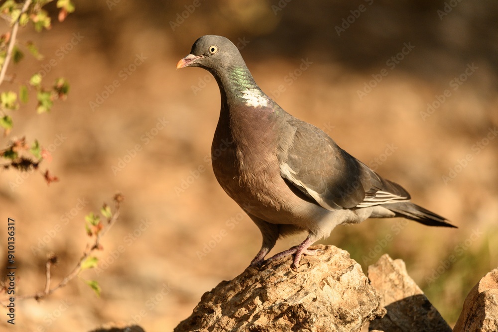 Obraz premium Wood Pigeon Standing on Rocky Ground