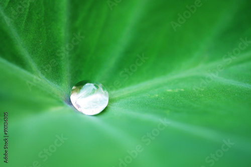 water drops on waterproof leaves.