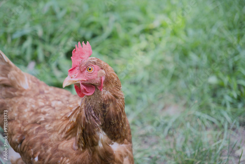 Brown backyard chicken hen looking left