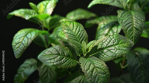 PNG Leaf Plant Herbs Mint. 8k Realistic Lighting Highly Leaf Background photo