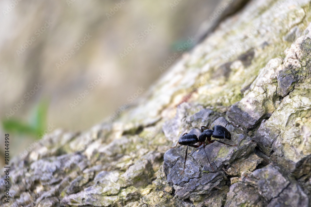 A big black carpenter ant (Camponotus) on tree bark with blurred background. A big black carpenter ant (Camponotus) on tree bark with blurred background.