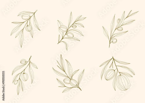 Olive Branch and olive oil logo or olive icon, herbs elements in vector format, floral olive frame and border virgin oil, line drawing olive branch 