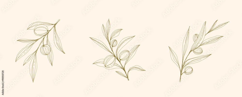 Olive Branch and olive oil logo or olive icon, herbs elements in vector format, floral olive frame and border virgin oil, line drawing olive branch Olive Branch and olive oil logo or olive icon, herbs elements in vector format, floral olive frame and border virgin oil, line drawing olive branch