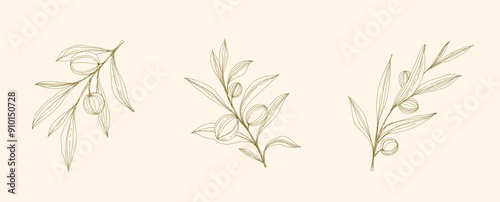 Olive Branch and olive oil logo or olive icon, herbs elements in vector format, floral olive frame and border virgin oil, line drawing olive branch 