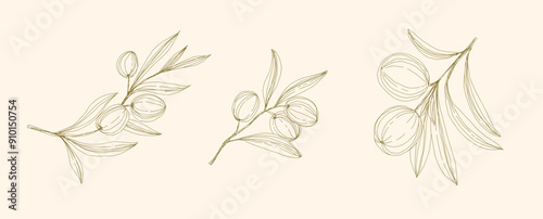 Olive Branch and olive oil logo or olive icon, herbs elements in vector format, floral olive frame and border virgin oil, line drawing olive branch 