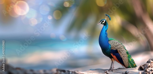 Colorful Peacock Displaying Its Feathers by a Tropical Beach at Sunset