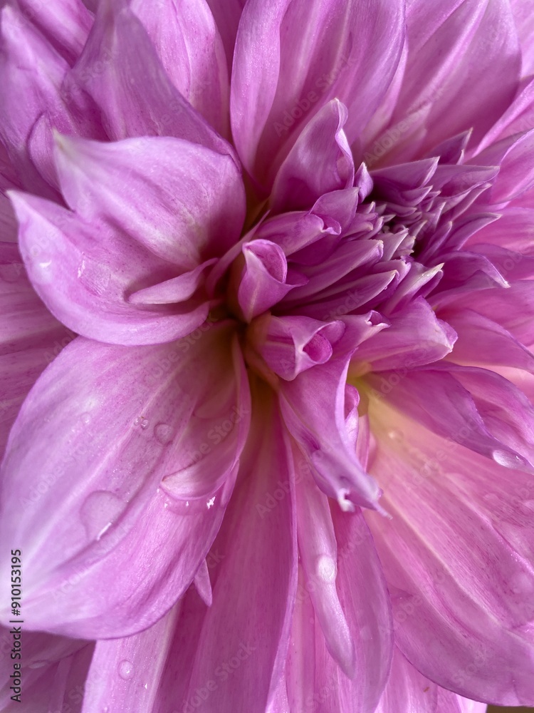 close up of a pink dahlia with water droplets close up of a pink dahlia with water droplets