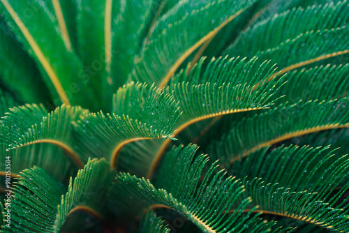 Texture of green Cycadales Leaf. Nature green leaves of tropical palms outdoors in garden.Natural green plants using as a background or wallpaper. photo