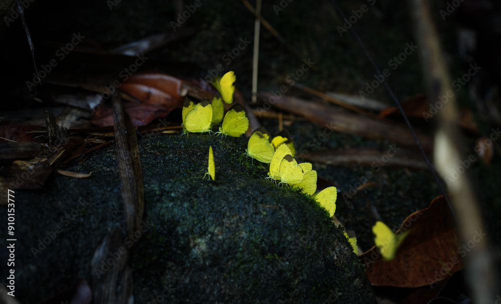 Beautiful many yellow butterflies came to a common place for mud puddling on rock with moss in the nature habitat background in Thailand. Beautiful many yellow butterflies came to a common place for mud puddling on rock with moss in the nature habitat background in Thailand.