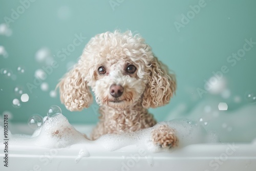 Adorable Poodle Puppy Enjoying Bubble Bath on White Tiles, Playful Pet Photography with Soft Blue Tones