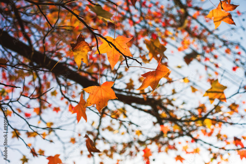 Autumn tree branches with bright leaves against the blue sky on a sunny autumn day close-up, soft focus. Autumn background Autumn tree branches with bright leaves against the blue sky on a sunny autumn day close-up, soft focus. Autumn background