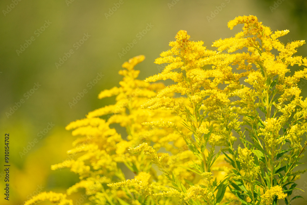 Beautiful yellow flowers blooming on sunny meadow with soft focus. Summer