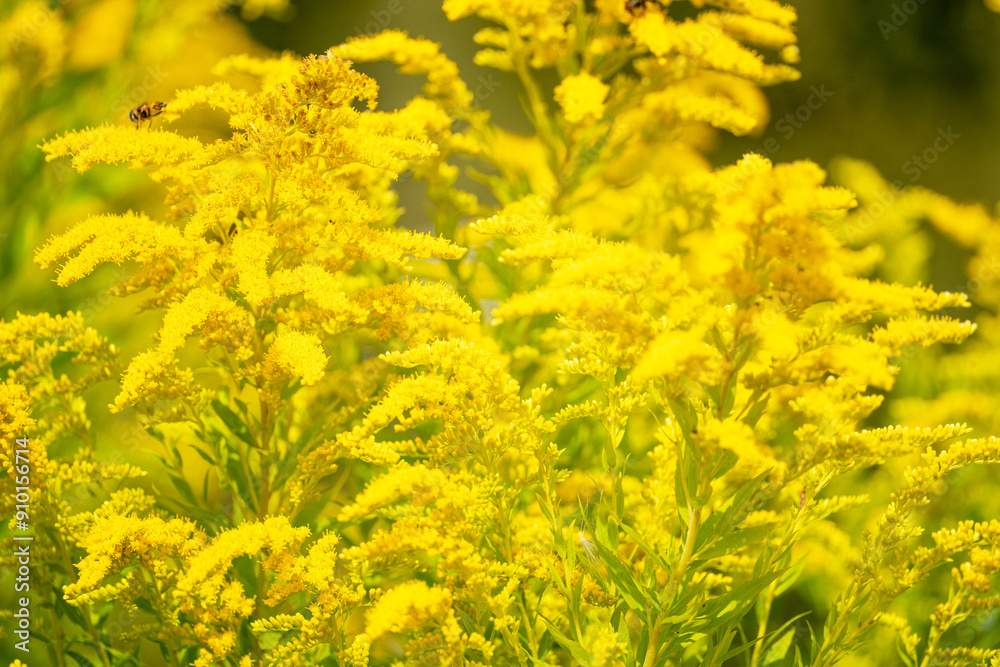 Beautiful yellow flowers blooming on sunny meadow with soft focus. Summer Beautiful yellow flowers blooming on sunny meadow with soft focus. Summer