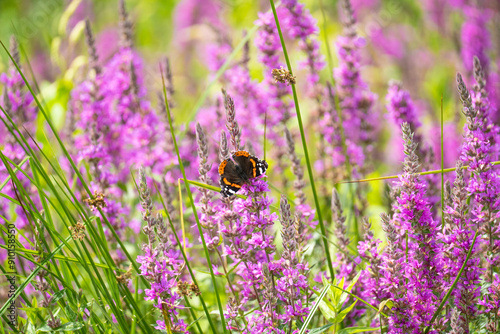 Red Admiral butterfly sits on a purple flower in a blooming meadow. Summer relaxing background