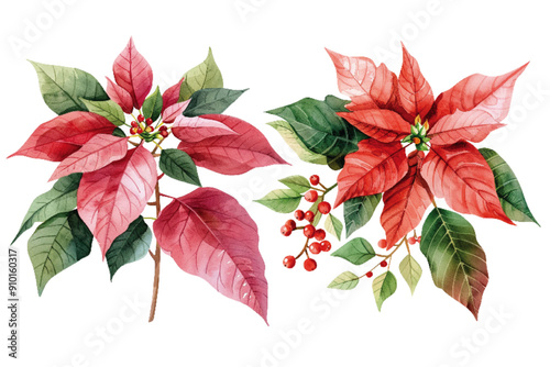 Beautifully detailed watercolor illustration of vibrant poinsettias paired with holly berries, perfect for festive decoration. Watercolor Poinsettias with Holly Berries Illustration

