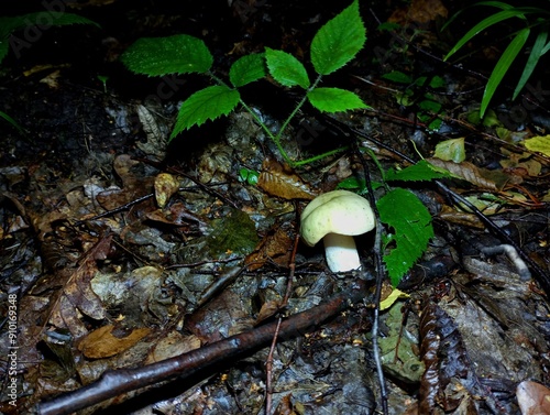 One of the dark green leaves on the background of wet fallen forest leaves and green leaves of young trees. The topic of gathering edible mushrooms in autumn in the forest during the rain. photo