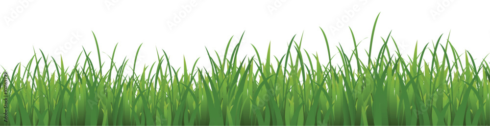 Fototapeta premium Smooth border of Realistic green grass.